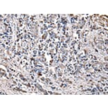 Immunohistochemistry - CHMP3 Antibody from Signalway Antibody (42835) - Antibodies.com