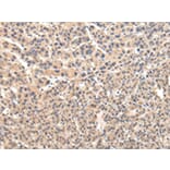 Immunohistochemistry - VPS45 Antibody from Signalway Antibody (42838) - Antibodies.com