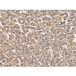 Immunohistochemistry - VPS41 Antibody from Signalway Antibody (42839) - Antibodies.com