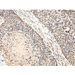 Immunohistochemistry - VPS41 Antibody from Signalway Antibody (42839) - Antibodies.com