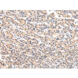 Immunohistochemistry - VPS54 Antibody from Signalway Antibody (42840) - Antibodies.com