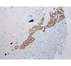 Immunohistochemistry - WDR45 Antibody from Signalway Antibody (42849) - Antibodies.com