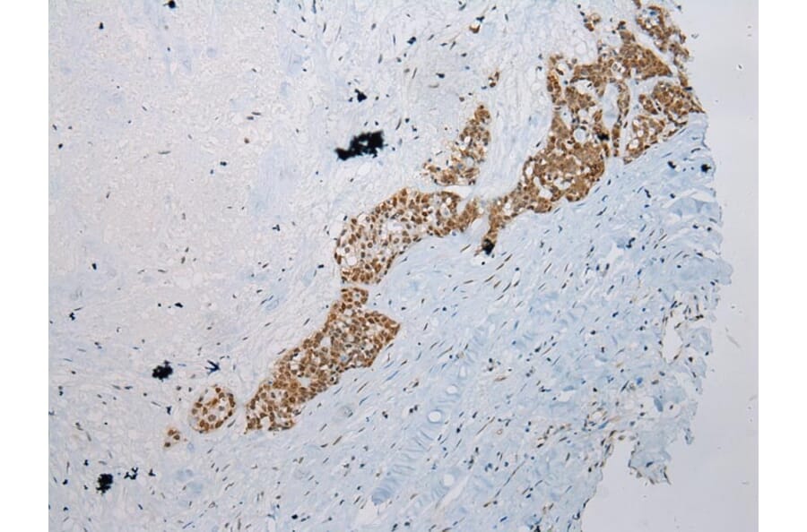 Immunohistochemistry - WDR45 Antibody from Signalway Antibody (42849) - Antibodies.com