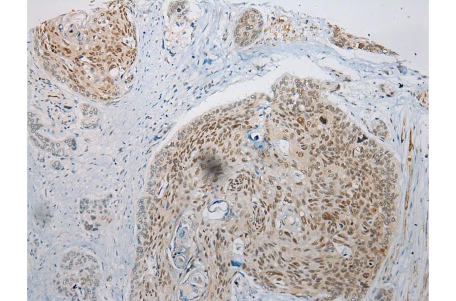Immunohistochemistry - WDR45 Antibody from Signalway Antibody (42849) - Antibodies.com