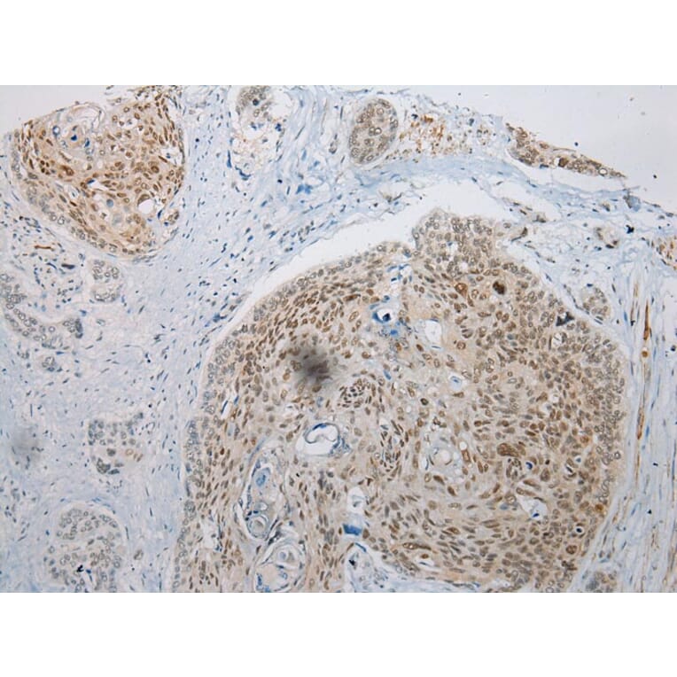 Immunohistochemistry - WDR45 Antibody from Signalway Antibody (42849) - Antibodies.com