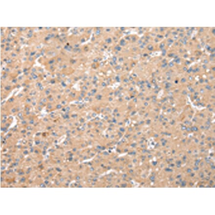 Immunohistochemistry - WDR18 Antibody from Signalway Antibody (42850) - Antibodies.com