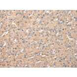 Immunohistochemistry - WDR18 Antibody from Signalway Antibody (42850) - Antibodies.com