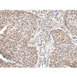 Immunohistochemistry - WDR18 Antibody from Signalway Antibody (42850) - Antibodies.com