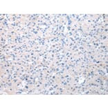 Immunohistochemistry - WDR19 Antibody from Signalway Antibody (42851) - Antibodies.com
