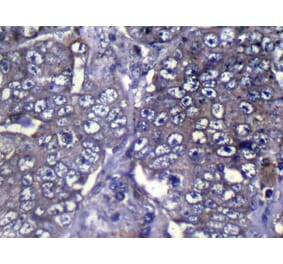 Immunohistochemistry - WDR61 Antibody from Signalway Antibody (42853) - Antibodies.com