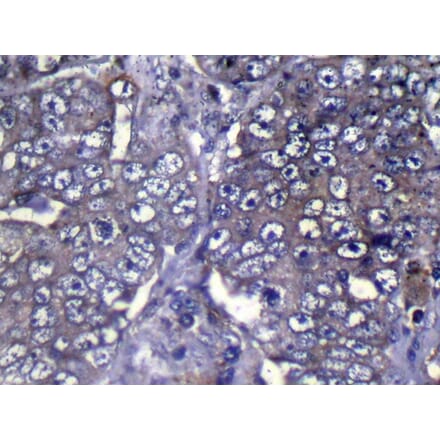 Immunohistochemistry - WDR61 Antibody from Signalway Antibody (42853) - Antibodies.com