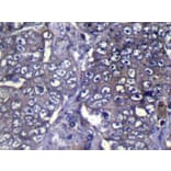Immunohistochemistry - WDR61 Antibody from Signalway Antibody (42853) - Antibodies.com