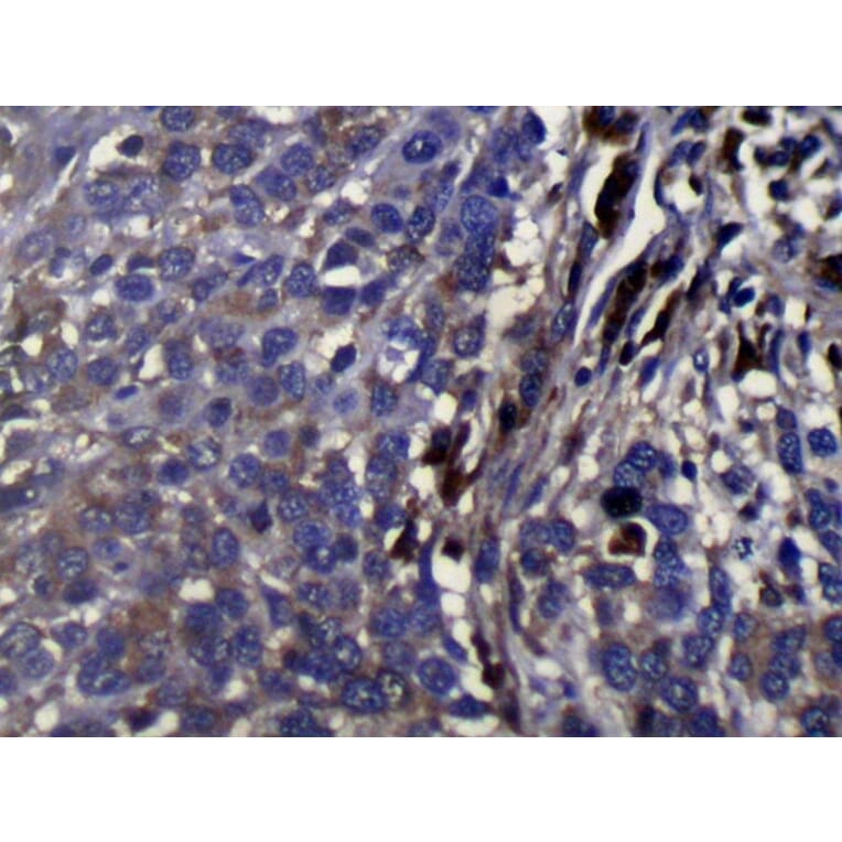 Immunohistochemistry - WDR61 Antibody from Signalway Antibody (42853) - Antibodies.com