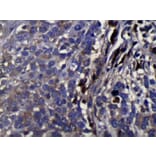 Immunohistochemistry - WDR61 Antibody from Signalway Antibody (42853) - Antibodies.com