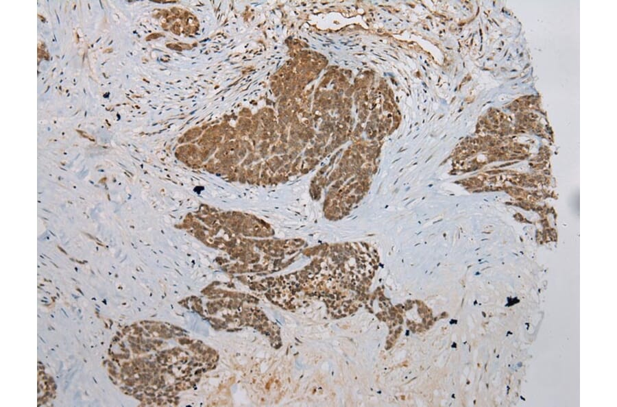 Immunohistochemistry - DCAF7 Antibody from Signalway Antibody (42854) - Antibodies.com