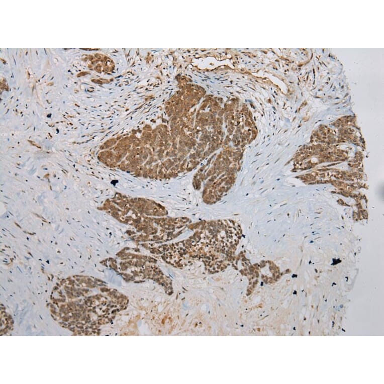 Immunohistochemistry - DCAF7 Antibody from Signalway Antibody (42854) - Antibodies.com