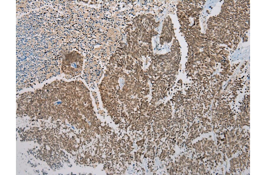 Immunohistochemistry - DCAF7 Antibody from Signalway Antibody (42854) - Antibodies.com