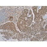 Immunohistochemistry - DCAF7 Antibody from Signalway Antibody (42854) - Antibodies.com