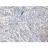 Immunohistochemistry - ZFP64 Antibody from Signalway Antibody (42872) - Antibodies.com