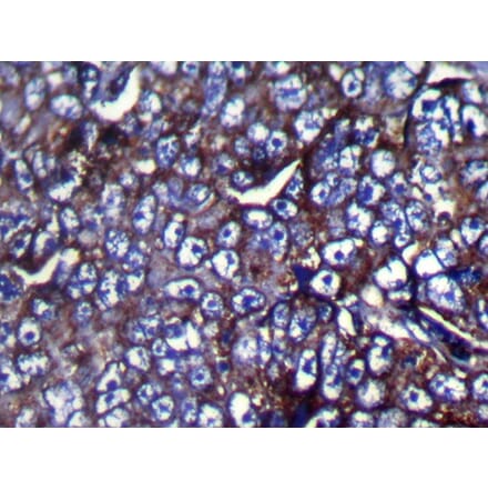 Immunohistochemistry - ZFP91 Antibody from Signalway Antibody (42873) - Antibodies.com
