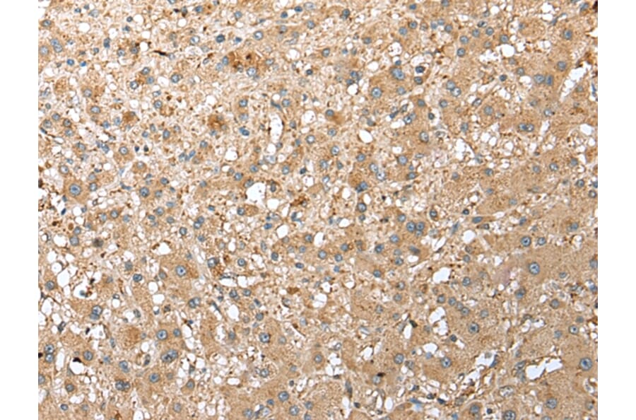 Immunohistochemistry - RPS21 Antibody from Signalway Antibody (42889) - Antibodies.com