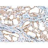 Immunohistochemistry - DTWD1 Antibody from Signalway Antibody (42903) - Antibodies.com