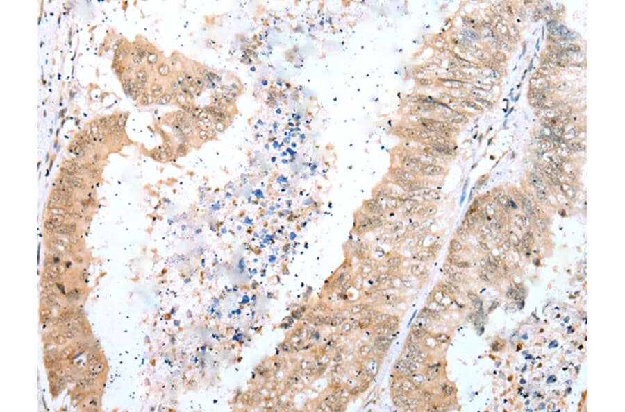Immunohistochemistry - DTWD1 Antibody from Signalway Antibody (42903) - Antibodies.com