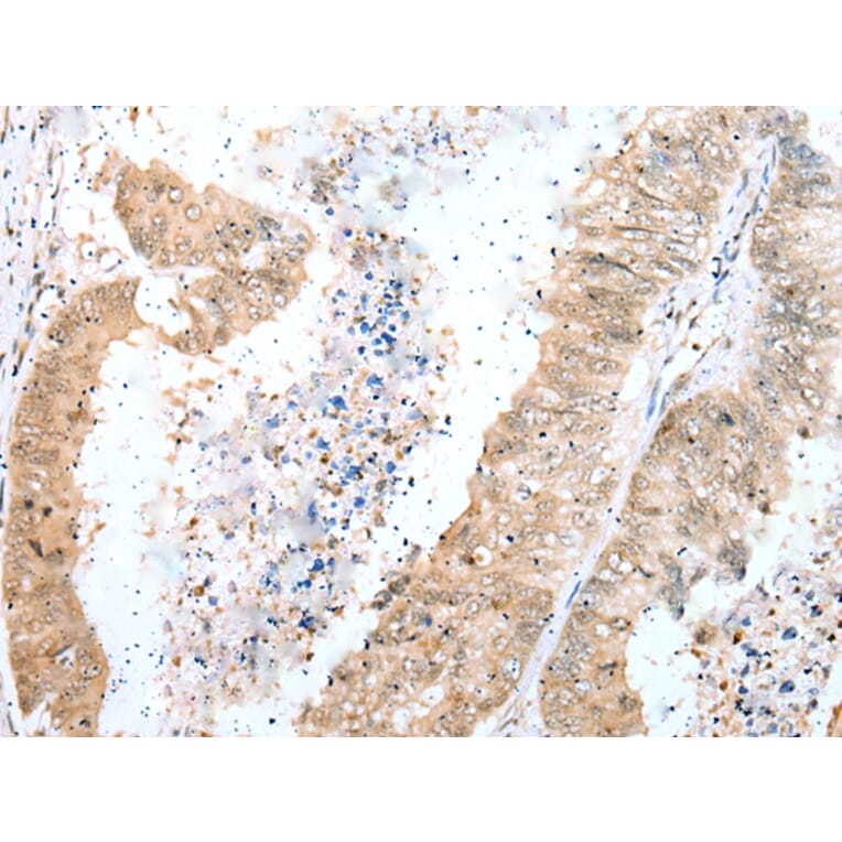 Immunohistochemistry - DTWD1 Antibody from Signalway Antibody (42903) - Antibodies.com