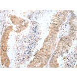 Immunohistochemistry - DTWD1 Antibody from Signalway Antibody (42903) - Antibodies.com