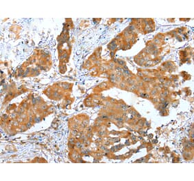 Immunohistochemistry - ERMP1 Antibody from Signalway Antibody (42909) - Antibodies.com