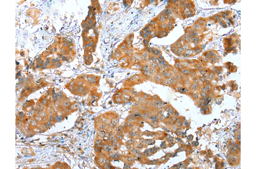 Immunohistochemistry - ERMP1 Antibody from Signalway Antibody (42909) - Antibodies.com