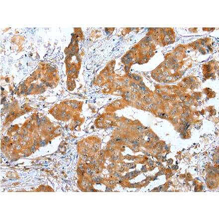 Immunohistochemistry - ERMP1 Antibody from Signalway Antibody (42909) - Antibodies.com