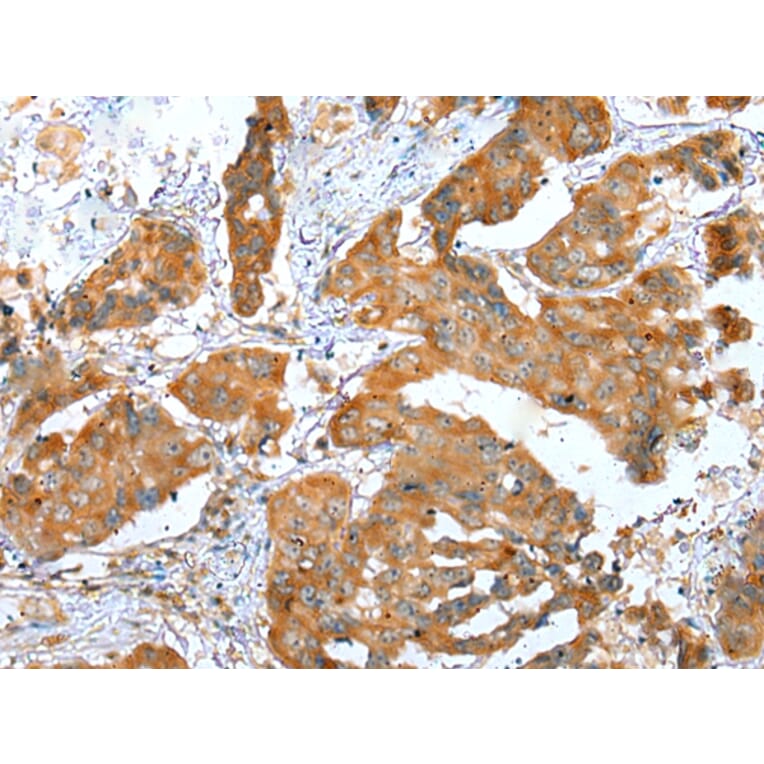 Immunohistochemistry - ERMP1 Antibody from Signalway Antibody (42909) - Antibodies.com