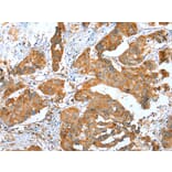 Immunohistochemistry - ERMP1 Antibody from Signalway Antibody (42909) - Antibodies.com