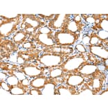 Immunohistochemistry - ERMP1 Antibody from Signalway Antibody (42909) - Antibodies.com