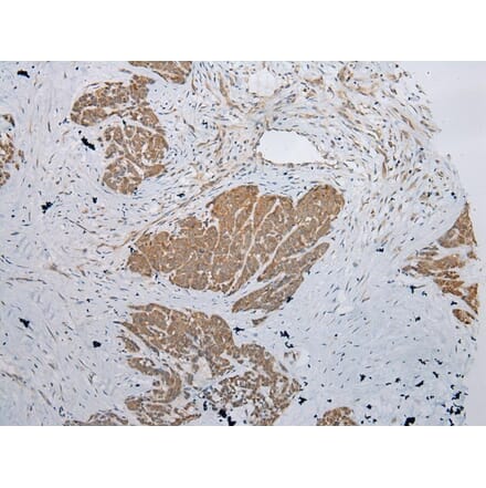 Immunohistochemistry - CBWD1 Antibody from Signalway Antibody (42912) - Antibodies.com