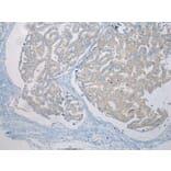 Immunohistochemistry - LSM11 Antibody from Signalway Antibody (42915) - Antibodies.com