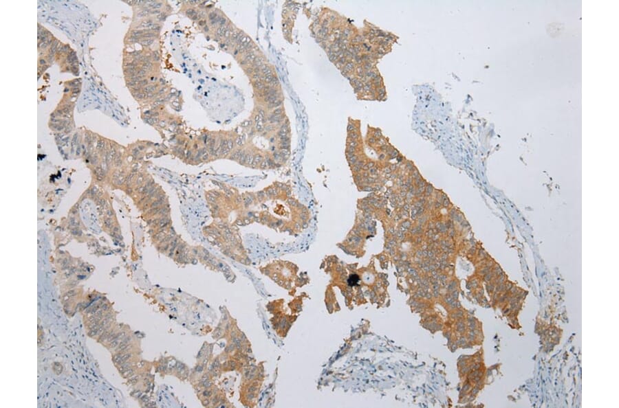 Immunohistochemistry - CASP5 Antibody from Signalway Antibody (42920) - Antibodies.com