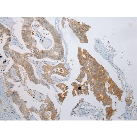 Immunohistochemistry - CASP5 Antibody from Signalway Antibody (42920) - Antibodies.com