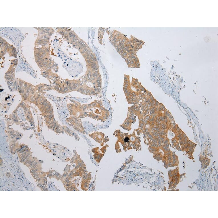 Immunohistochemistry - CASP5 Antibody from Signalway Antibody (42920) - Antibodies.com