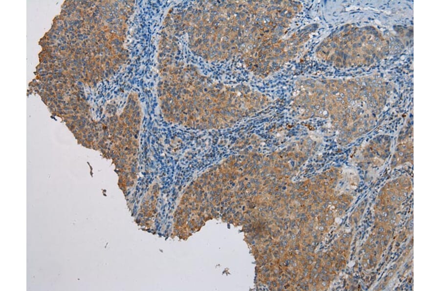 Immunohistochemistry - CASP5 Antibody from Signalway Antibody (42920) - Antibodies.com