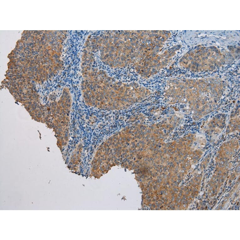 Immunohistochemistry - CASP5 Antibody from Signalway Antibody (42920) - Antibodies.com