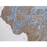 Immunohistochemistry - CASP5 Antibody from Signalway Antibody (42920) - Antibodies.com