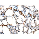 Immunohistochemistry - TCTE3 Antibody from Signalway Antibody (42926) - Antibodies.com