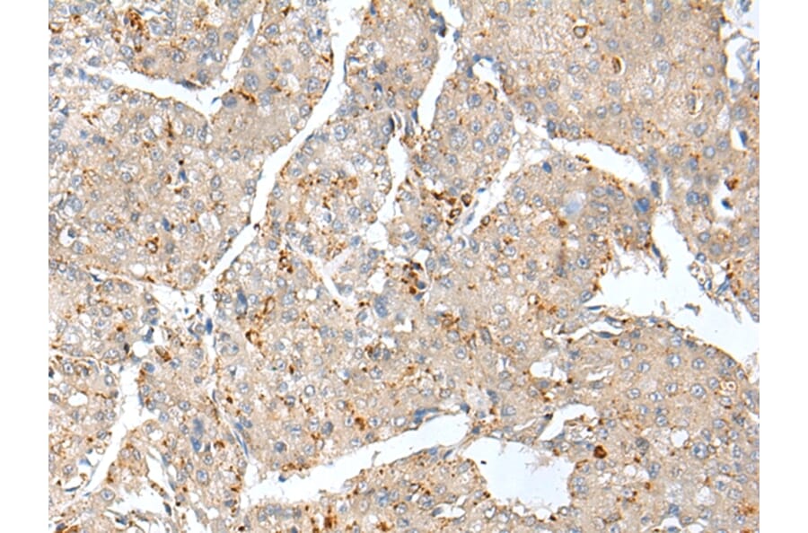 Immunohistochemistry - THEM5 Antibody from Signalway Antibody (42933) - Antibodies.com