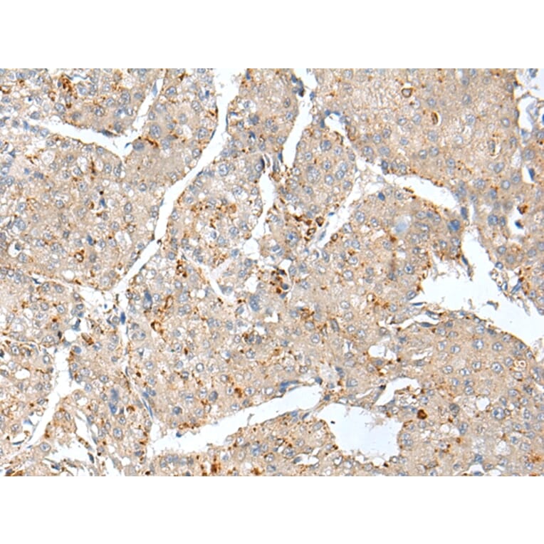 Immunohistochemistry - THEM5 Antibody from Signalway Antibody (42933) - Antibodies.com