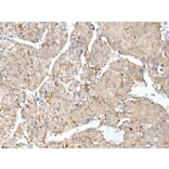 Immunohistochemistry - THEM5 Antibody from Signalway Antibody (42933) - Antibodies.com