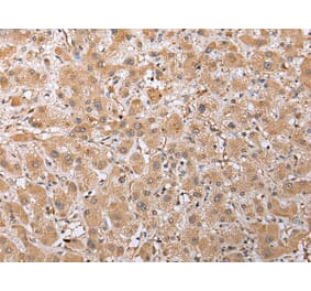 Immunohistochemistry - RAB41 Antibody from Signalway Antibody (42934) - Antibodies.com