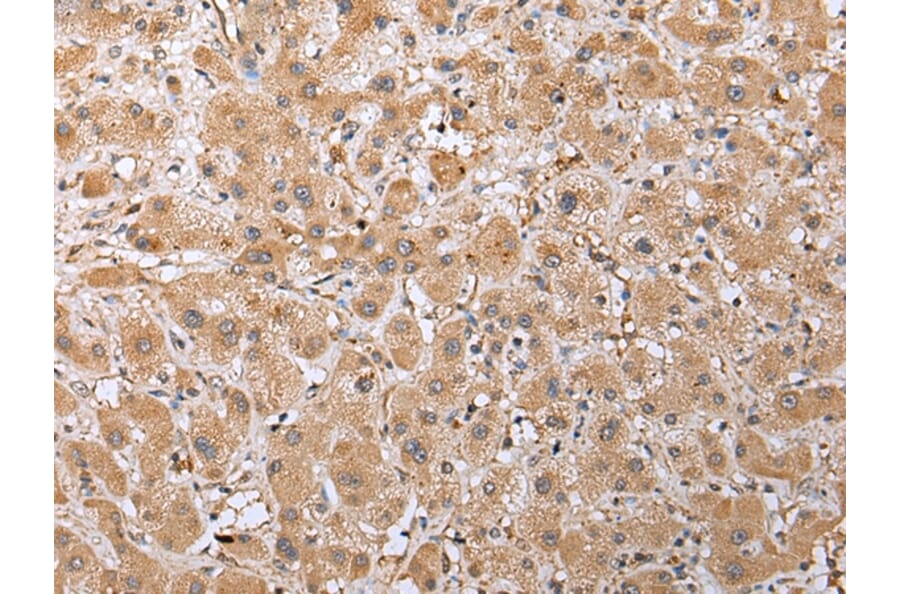 Immunohistochemistry - RAB41 Antibody from Signalway Antibody (42934) - Antibodies.com