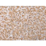 Immunohistochemistry - RAB41 Antibody from Signalway Antibody (42934) - Antibodies.com